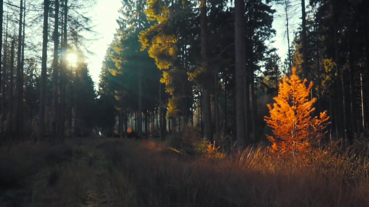 "Look deep into nature, and then you will understand everything better."
