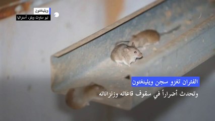 إجلاء معتقلين من سجن أسترالي غزته فئران