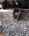 House Cat Tries Out for Bobsled Team