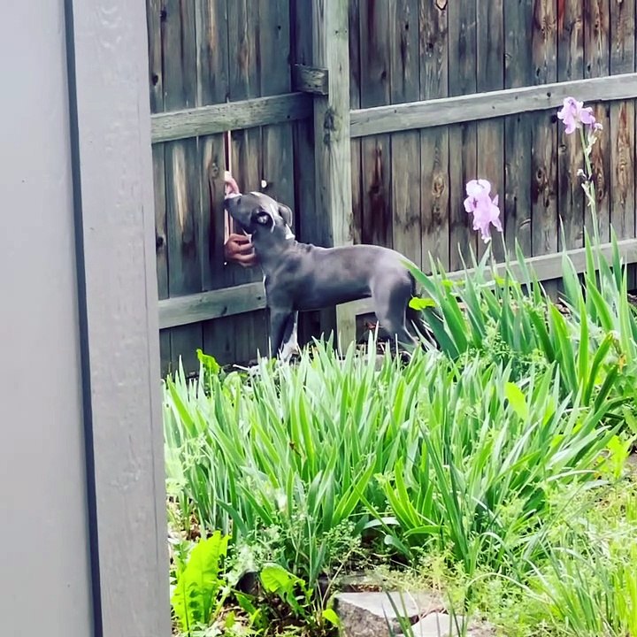 Pup Gets Pets From Fingers at the Fence