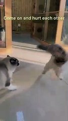 Let me show you a military solution ,Who won the  #cute #cat #fyp #foryou #pet #baby #creator