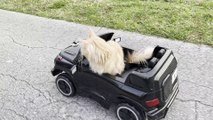 Cat Goes Cruising in RC Car