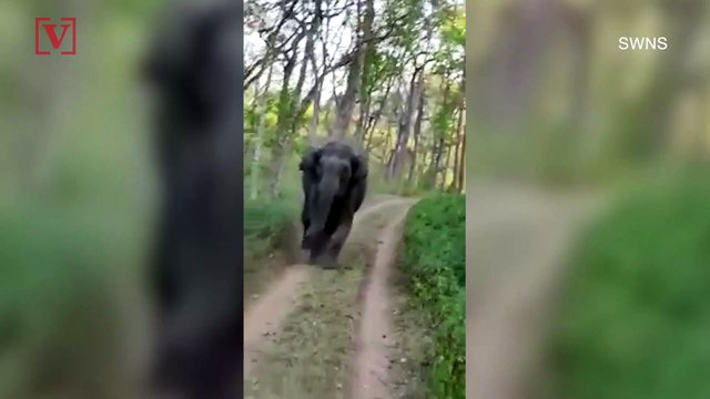 Video Shows Jeep Full or Tourists Being Chased By Two Elephants