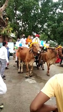 Vaccination unique experiment Bullock cart