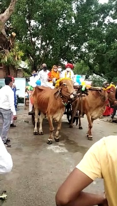 Vaccination unique experiment Bullock cart