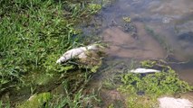 SİVAS - Kızılırmak'ta balık ölümlerinin nedeni araştırılıyor