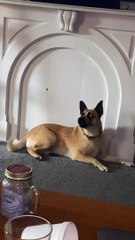 Excited Pup Can Barely Contain Her Caboose