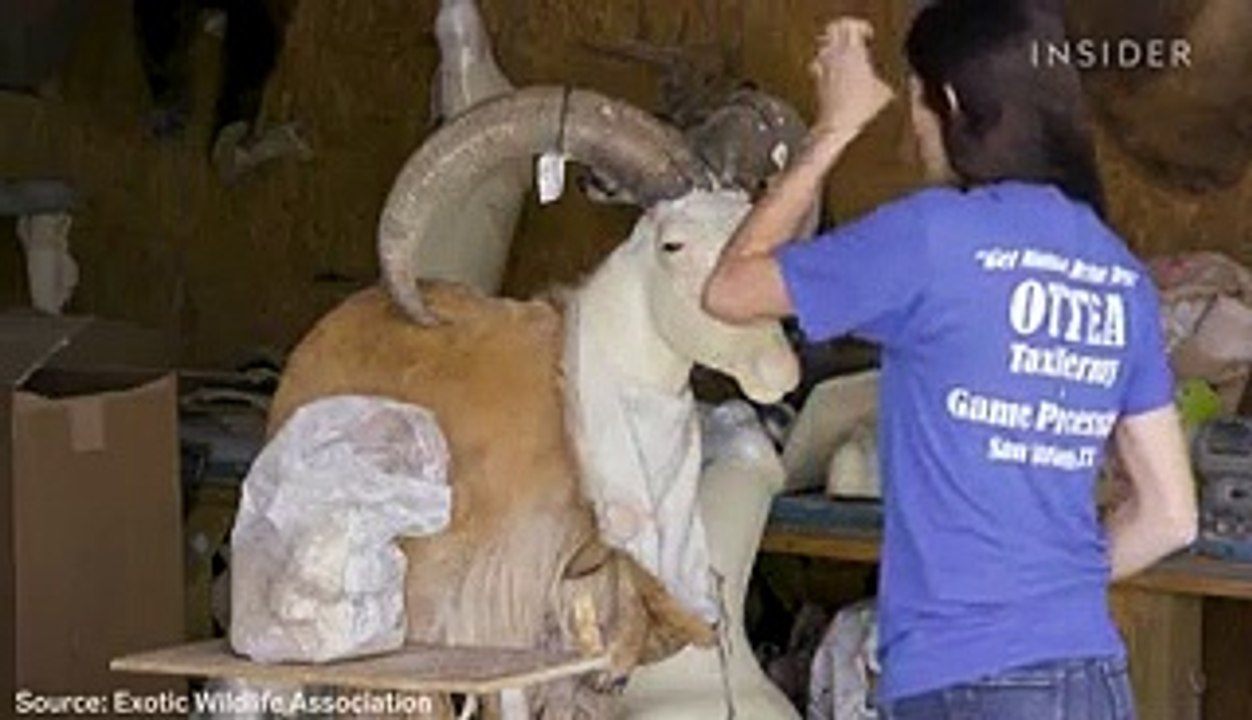 How trophy hunting in Texas became a multibillion-dollar industry