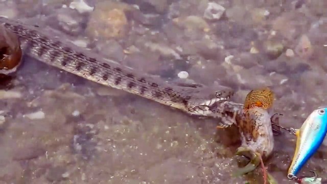 Un énorme serpent ne veut pas rendre sa prise à un pecheur