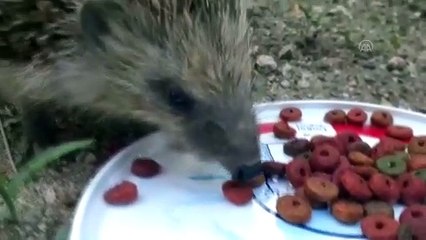 KIRIKKALE - Kirpi ile kedilerin aynı yerden beslenmesi cep telefonuyla kaydedildi