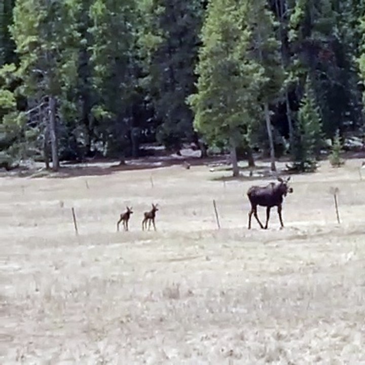 Baby Moose Stumbles over Fence Wire