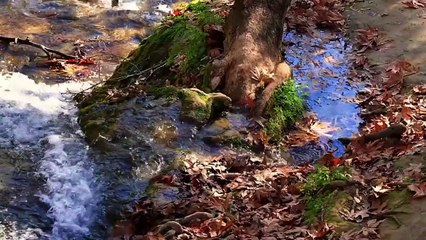 Beautiful Relaxing Music For Positive Energy _ Relaxing Music Therapy _ Stress Relief Music