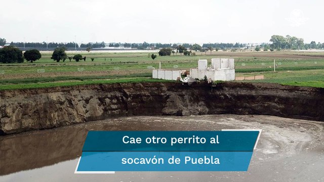 Ubican a otro perro en el fondo del socavón de Puebla