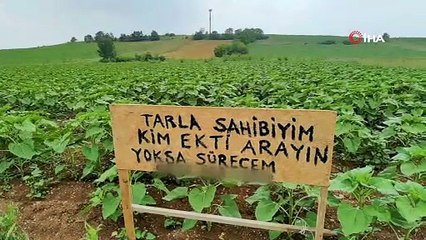 Bursa'da bir çiftçinin tarlasına kendisinden habersiz ayçiçeği ekildi; "Başka ülkede yaşayamam"