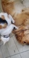 Cat Gives Dog Massage on Mother’s Day