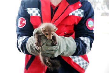 Davetsiz misafir artık ait olduğu yerde