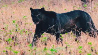 Black Panther, Leopard vs Monkey । ब्लैक पैंथर, तेंदुआ और बंदर। Wildlife