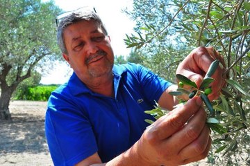 ZEYTİNDE YARI YARIYA REKOLTE KAYBI BEKLENİYOR