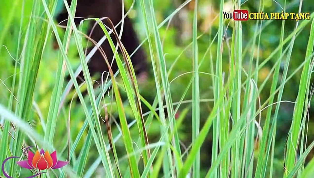 5 Phút Mỗi Ngày Trị Đau Nhức Cánh Tay, Thông Máu - Tim Khỏe  Cực Kỳ Đơn Giản. Lương Y Thích Trí Huệ