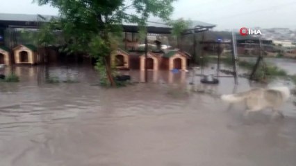 - Başkentte sağanak yağış hayvanları da etkiledi