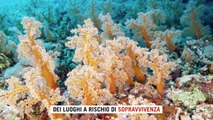 Unesco, Venezia e la barriera corallina sono a rischio: la 
