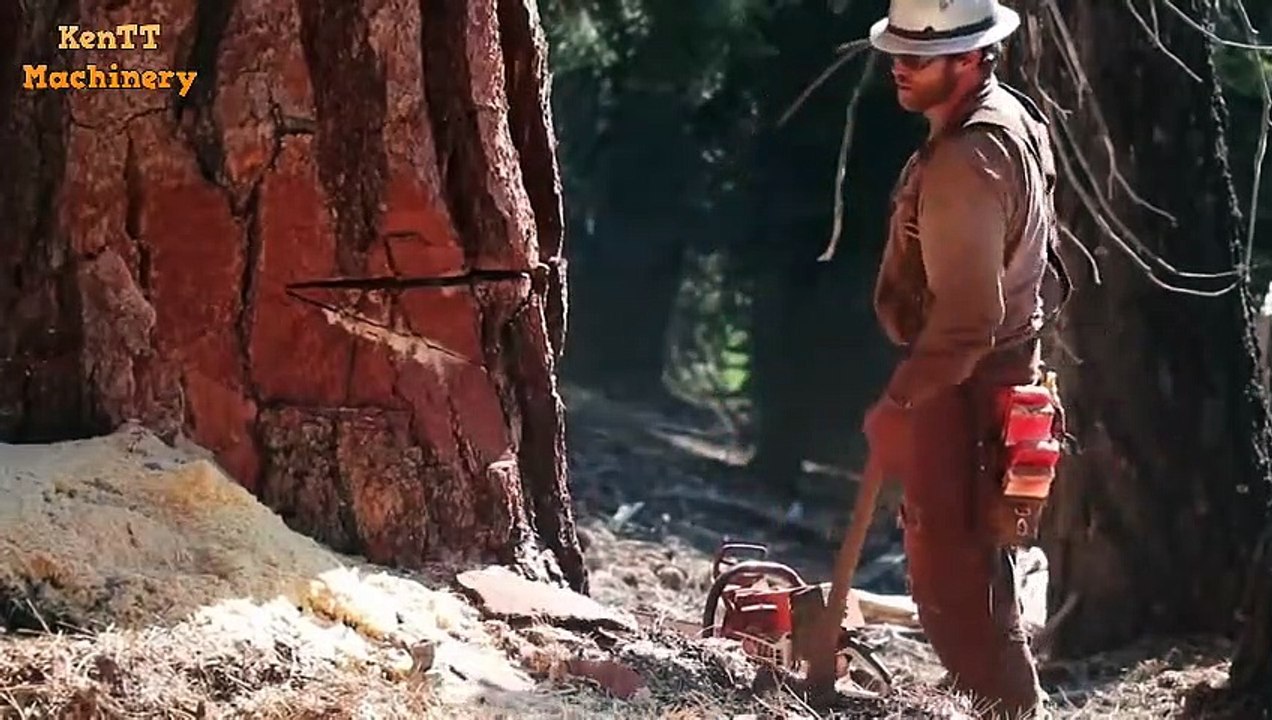INCREDIBLE  Timber Felling  Bigest Tree Chainsaw Machine - Extreme Fast Processing Cutting Wood