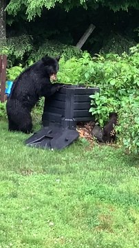 Vermont’s 3-Legged Mama Bear Teaches Her Cubs