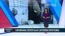 Geger Gajah Liar Dobrak Dapur Rumah di Hua Hin Thailand, Cari Makanan Pakai Belalai