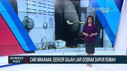 Geger Gajah Liar Dobrak Dapur Rumah di Hua Hin Thailand, Cari Makanan Pakai Belalai