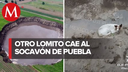 VIDEO_ Captan a otro perrito en el mega socavón de Puebla