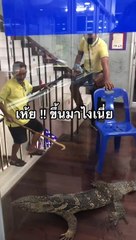 Uninvited Monitor Lizard Tries to Go to Class