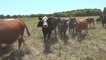 Lingering drought causes farmers in Wisconsin to get creative