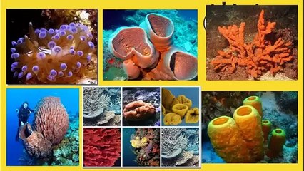 los 5 animales marinos mas extraños del mundo