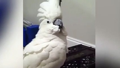 Kendini köpek sanan papağan