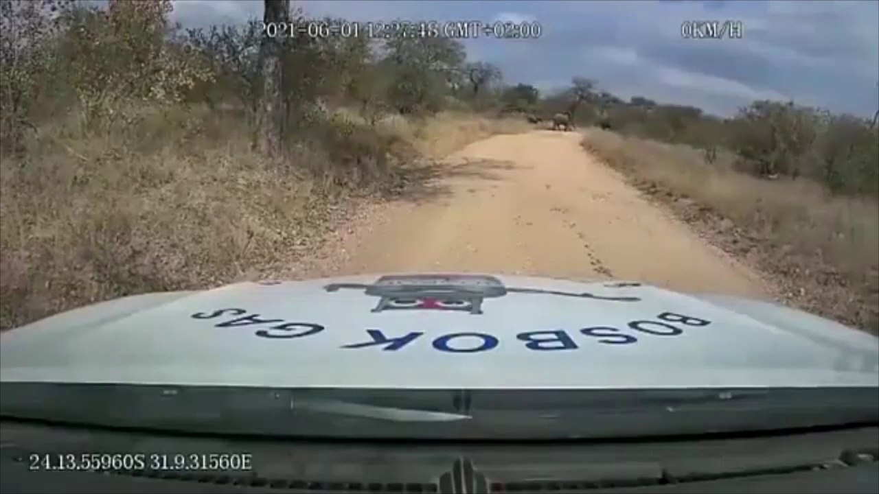 Attaque d'éléphant sauvage inattendue, détruit la voiture