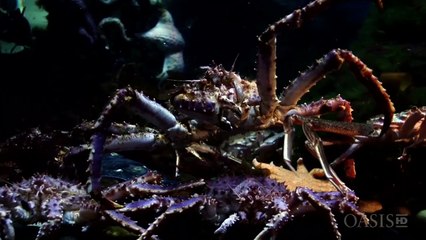 The Giant Crab + 帝王蟹