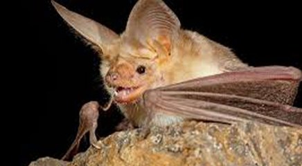 महाबलेश्वर की गुफा में रहने वाले चमगादड़ में मिला निपाह वायरस, नहीं है इसका कोई इलाज