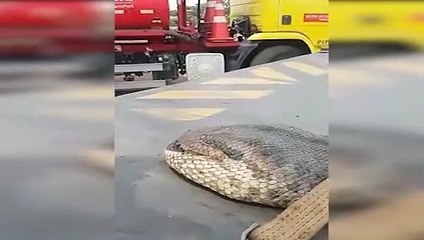 Dev yılan görenleri dehşete düşürdü