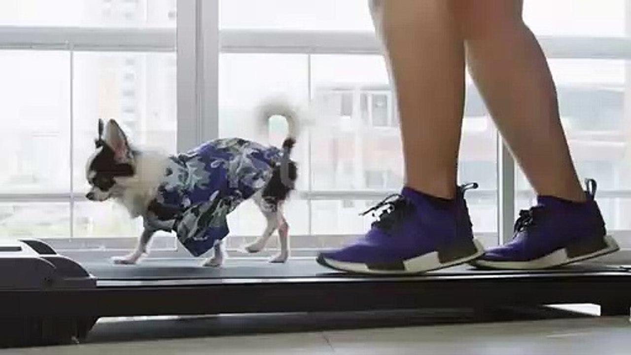 puppies work out