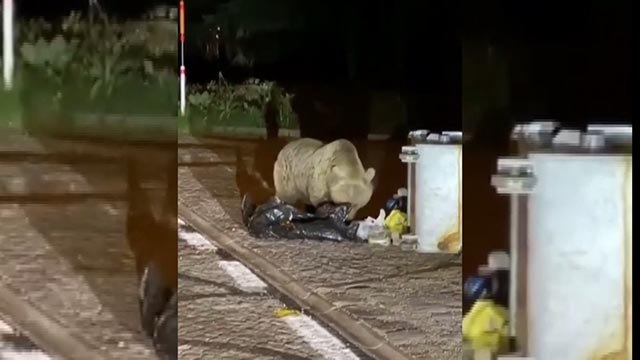 Uludağ’da aç kalan ayı yerleşim yerine indi