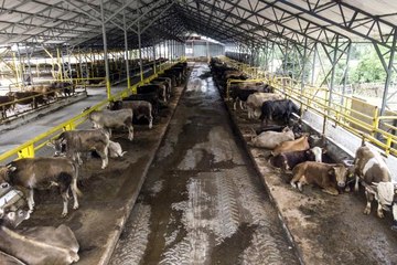 İstanbul'da kurban hareketliliği başladı