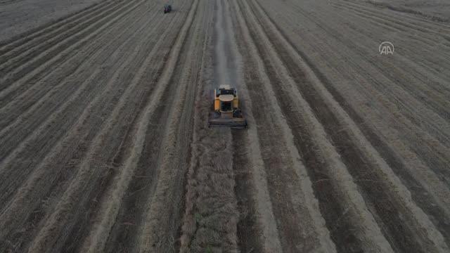 Mardin'de bu sezon 800 bin ton buğday üretildi