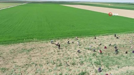 Aksaray'da sular çekildi, üreticiler az su isteyen ürünlere yöneldi
