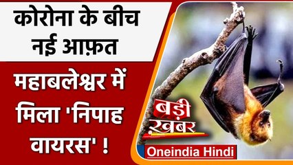 Video herunterladen: Nipah Virus: Mahabaleshwar में Bats की दो प्रजातियों में मिला Nipah virus | Corona | वनइंडिया हिंदी