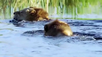 Elephant of The God! Mother Elephant Save Her Baby From Crocodile – Lion Escape Crocodile Ambush