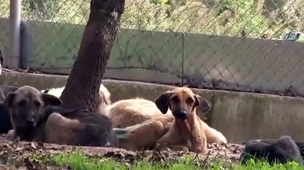 Sokak hayvanlarının müzik keyfi