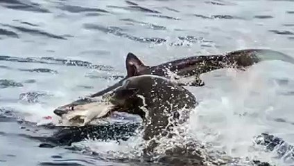 Köpek balığı bu sefer av oldu