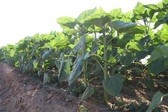 Aldığı yağışla yüzünü verime dönen ayçiçeği, Trakya çiftçisinin yüksek rekolte umudunu artırdı
