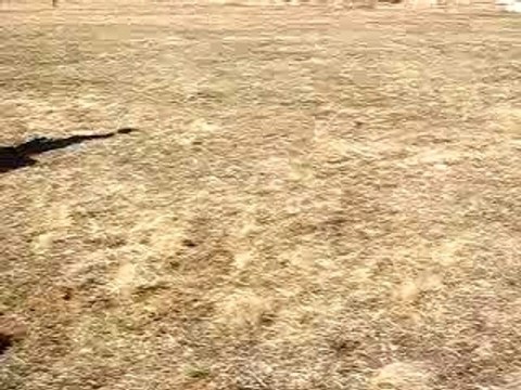 Balade bernoise dans les Pyrénées 2008