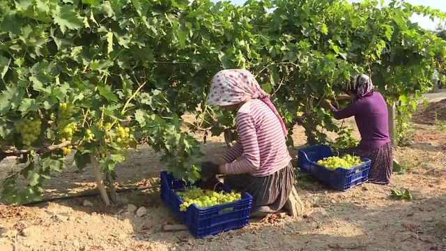 MERSİN - Hasadına başlanan erkenci üzüm, verimiyle üreticiyi sevindirdi
